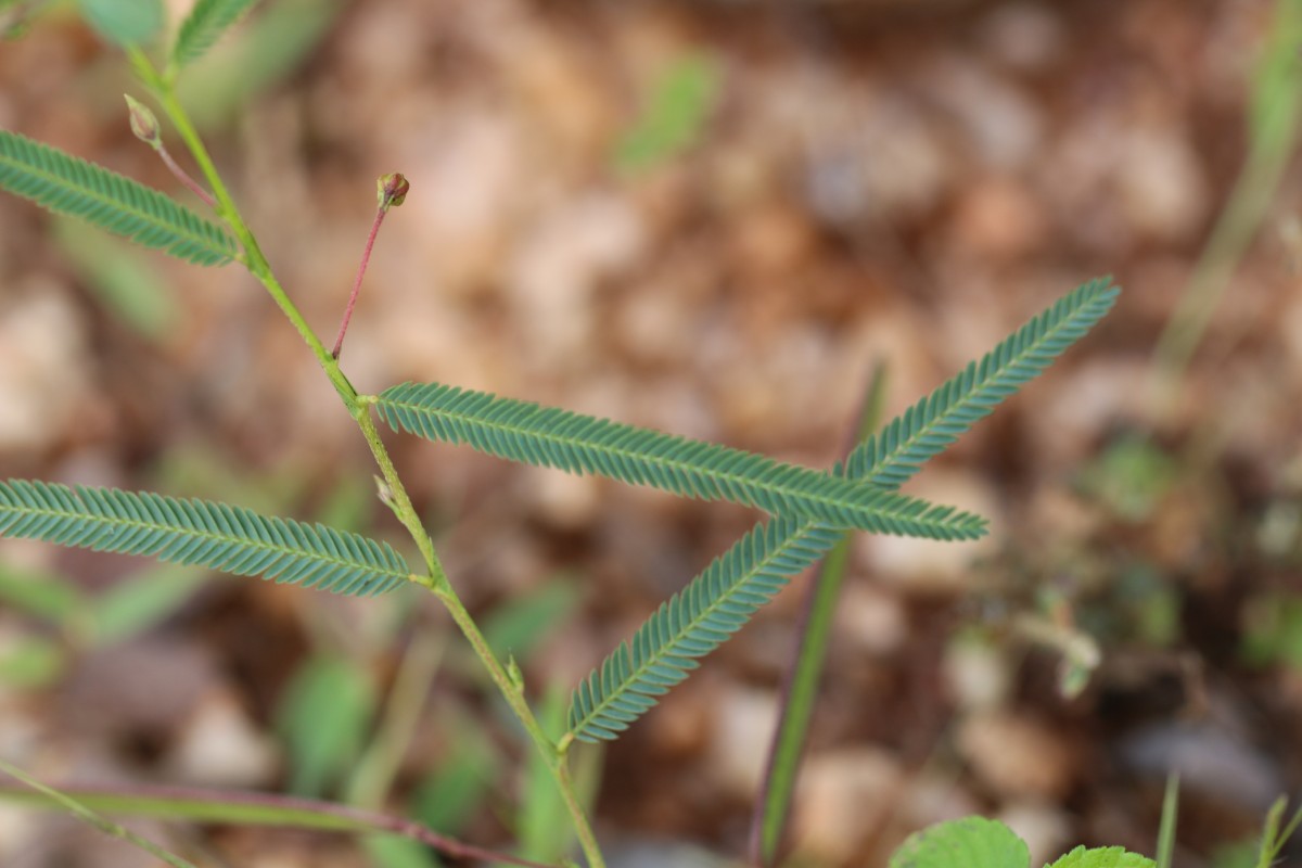 Chamaecrista mimosoides (L.) Greene